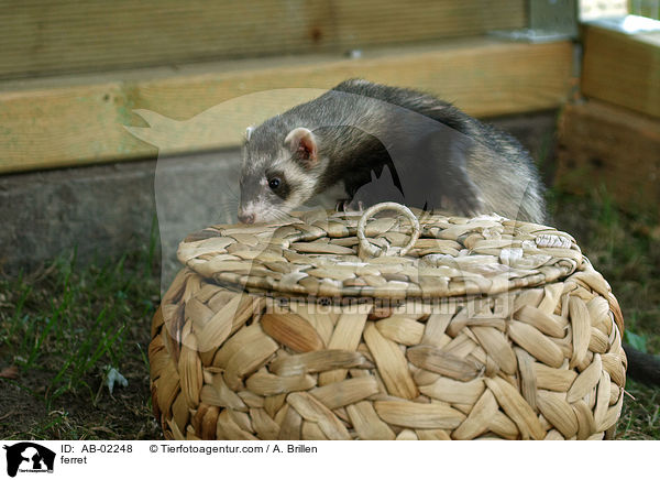 Frettchen / ferret / AB-02248