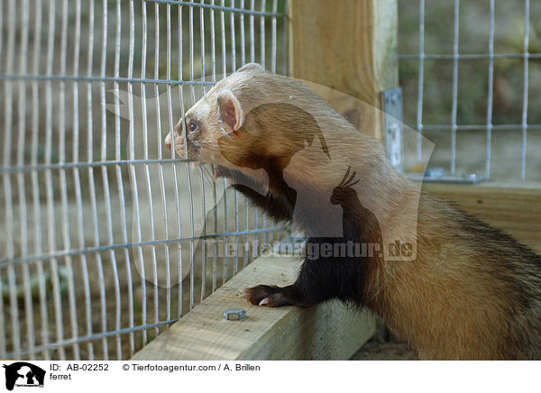Frettchen / ferret / AB-02252