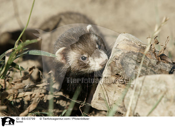 Frettchen / ferret / BS-03799