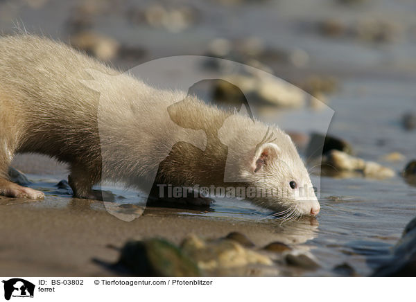 Frettchen / ferret / BS-03802