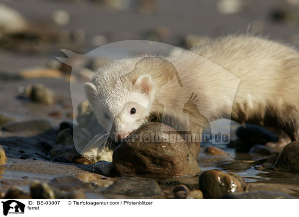 Frettchen / ferret / BS-03807