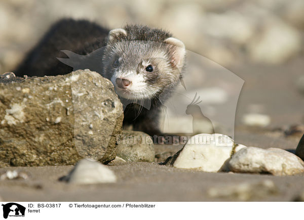 Frettchen / ferret / BS-03817