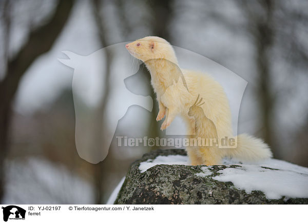 Frettchen / ferret / YJ-02197