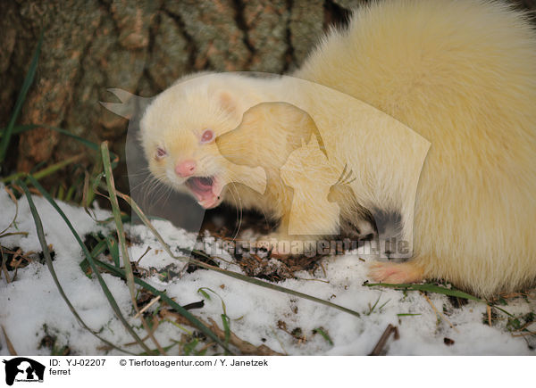 Frettchen / ferret / YJ-02207