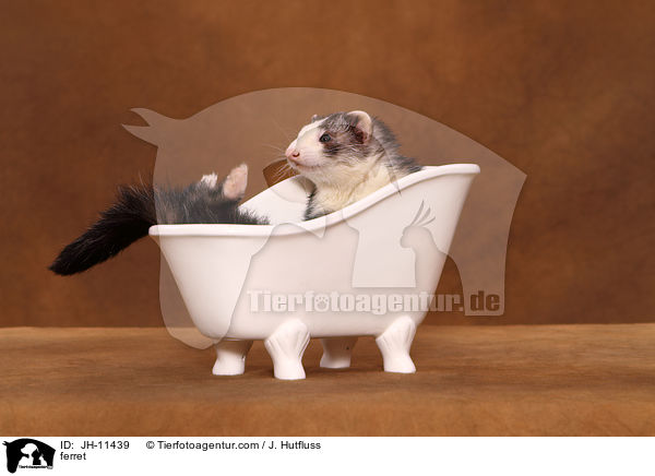 Frettchen / ferret / JH-11439