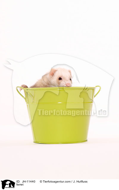 Frettchen / ferret / JH-11440