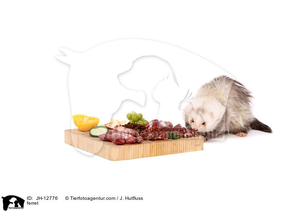 Frettchen / ferret / JH-12776