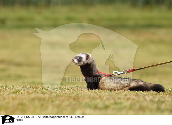 Frettchen / ferret / JH-12785