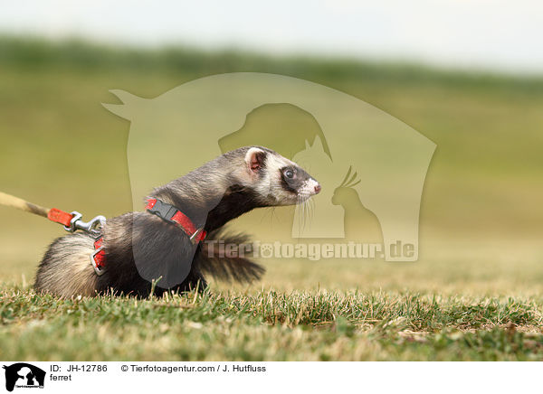 Frettchen / ferret / JH-12786