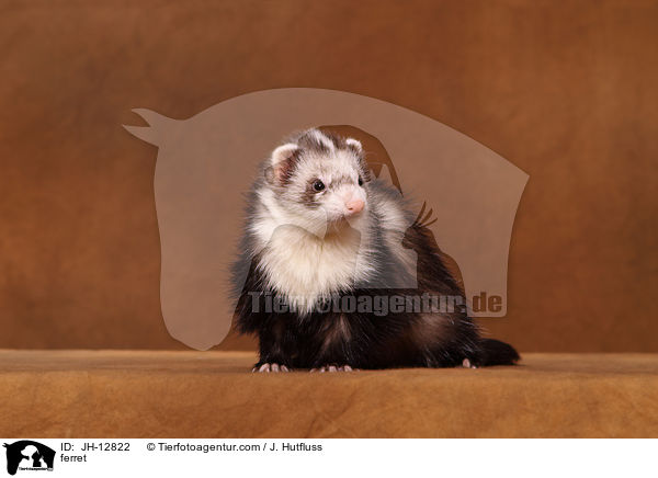 Frettchen / ferret / JH-12822