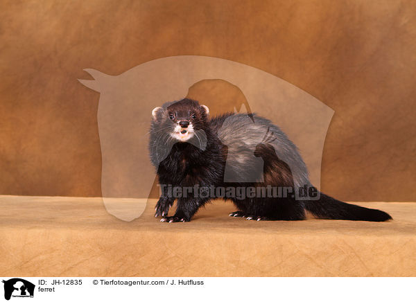 Frettchen / ferret / JH-12835