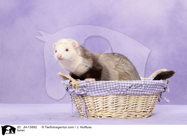 Frettchen / ferret / JH-13892