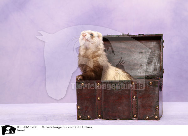 Frettchen / ferret / JH-13900