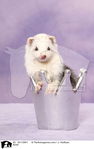 Frettchen / ferret / JH-13901