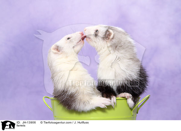 ferrets / JH-13906