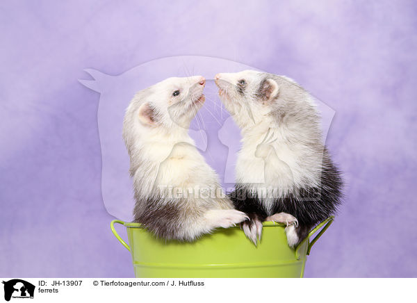 Frettchen / ferrets / JH-13907