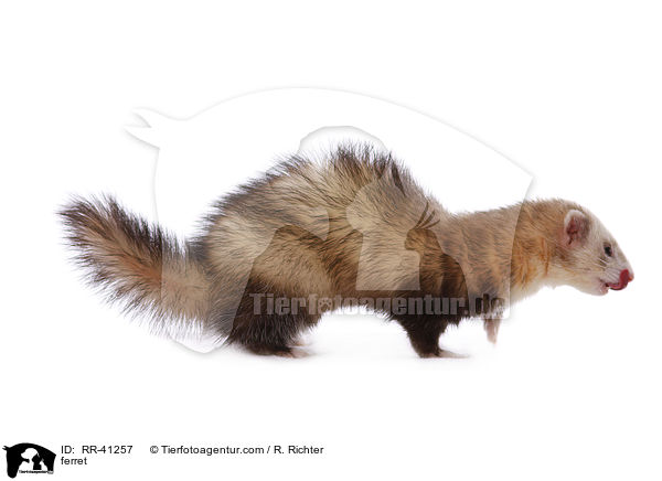Frettchen / ferret / RR-41257