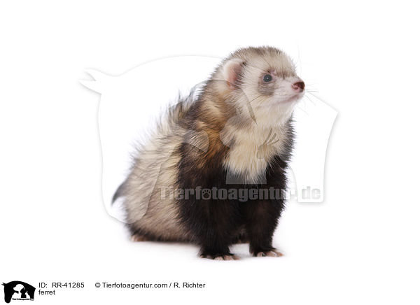 Frettchen / ferret / RR-41285