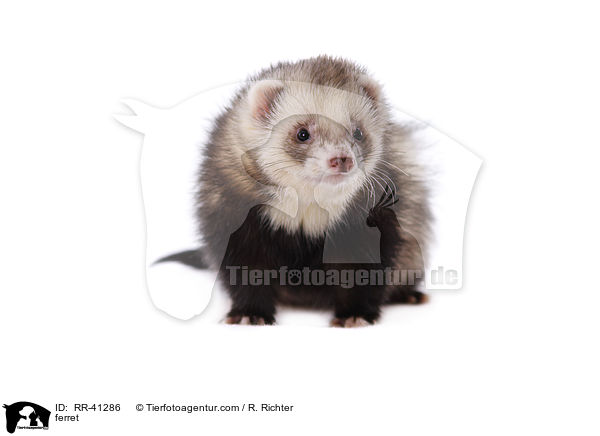 Frettchen / ferret / RR-41286