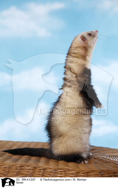 Frettchen / ferret / RR-41297