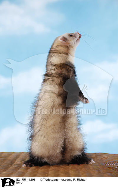 Frettchen / ferret / RR-41298