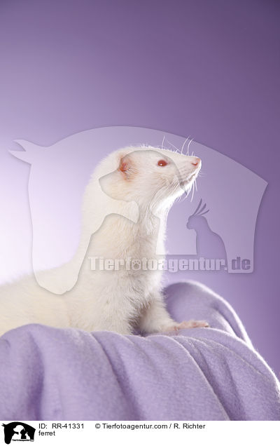 Frettchen / ferret / RR-41331