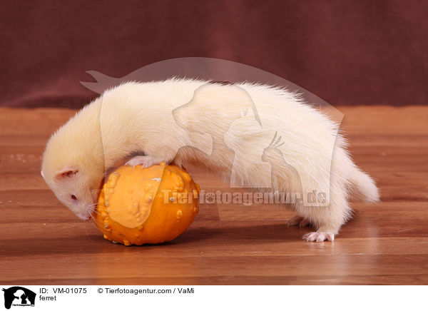 Frettchen / ferret / VM-01075