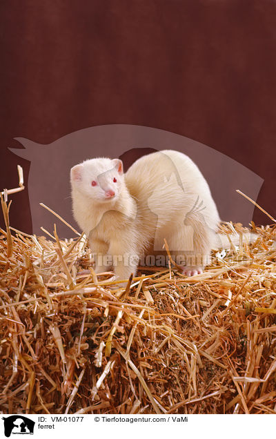 Frettchen / ferret / VM-01077