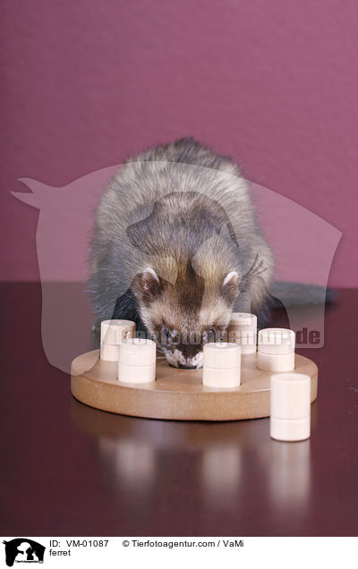 ferret / VM-01087