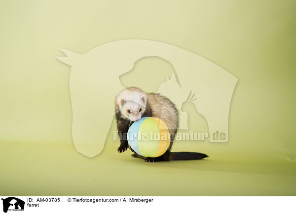 Frettchen / ferret / AM-03785