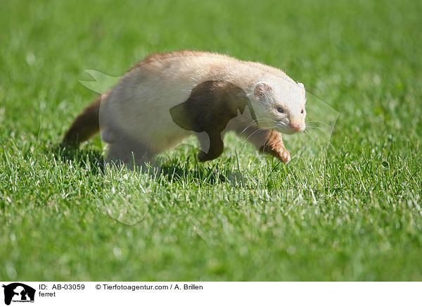 ferret / AB-03059