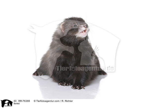 Frettchen / ferret / RR-76366