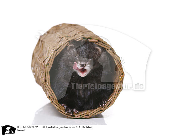 ferret / RR-76372