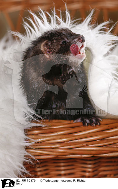 ferret / RR-76379