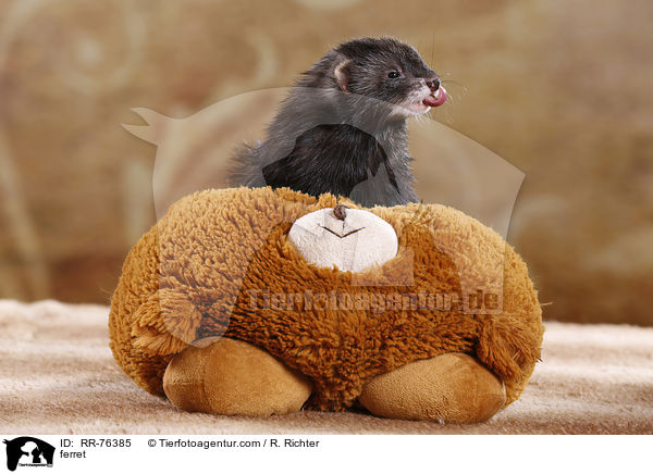 Frettchen / ferret / RR-76385