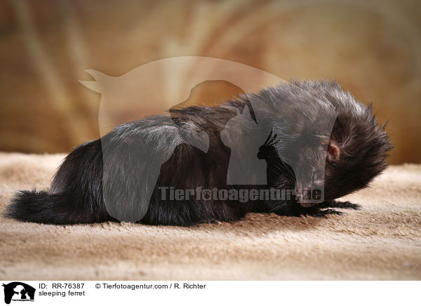 sleeping ferret / RR-76387