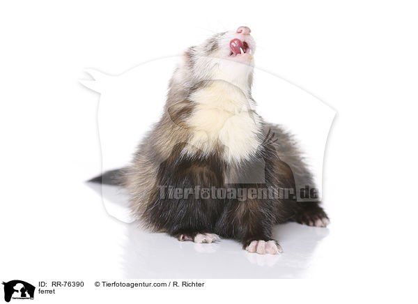 ferret / RR-76390