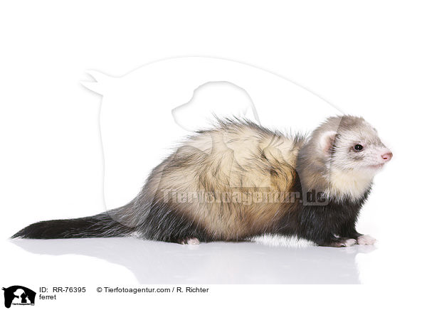 Frettchen / ferret / RR-76395