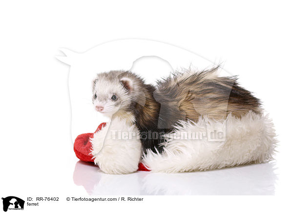 ferret / RR-76402