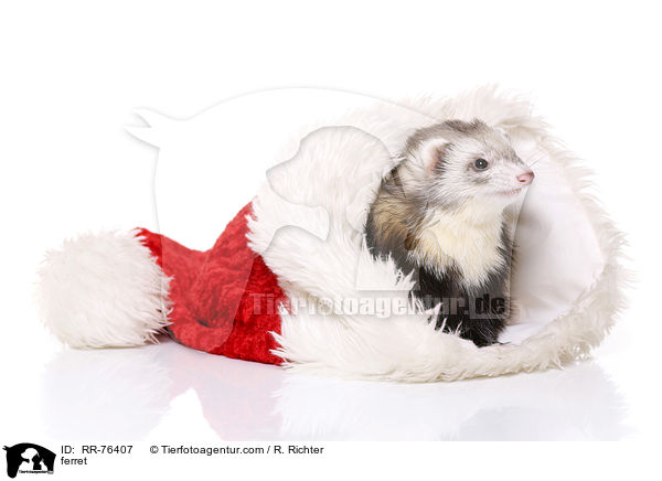 ferret / RR-76407