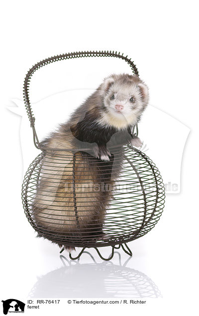 Frettchen / ferret / RR-76417