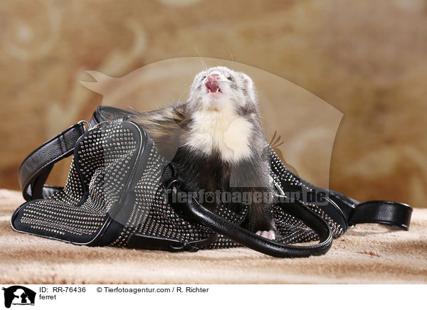 Frettchen / ferret / RR-76436