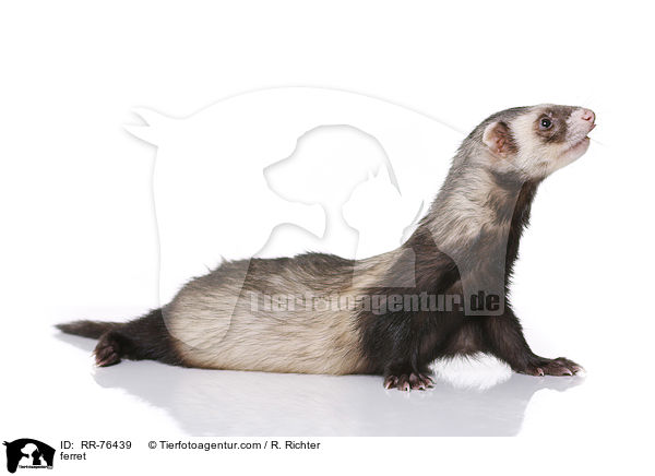 Frettchen / ferret / RR-76439