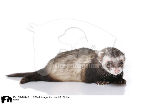 Frettchen / ferret / RR-76440