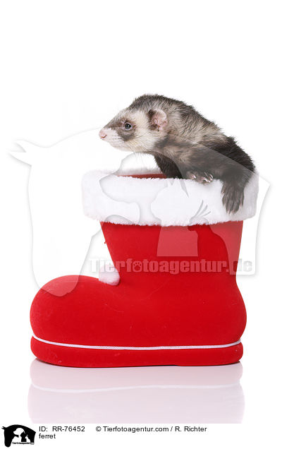 ferret / RR-76452