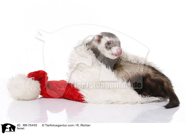 ferret / RR-76455