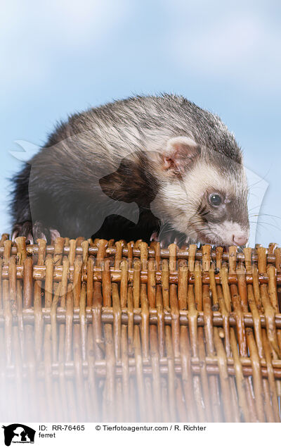 Frettchen / ferret / RR-76465