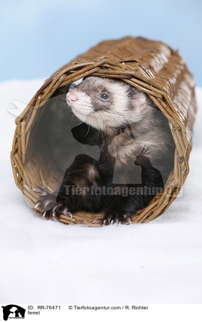 ferret / RR-76471