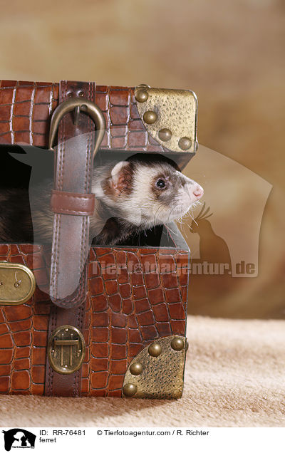 Frettchen / ferret / RR-76481