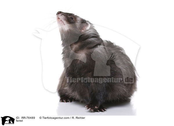 Frettchen / ferret / RR-76489
